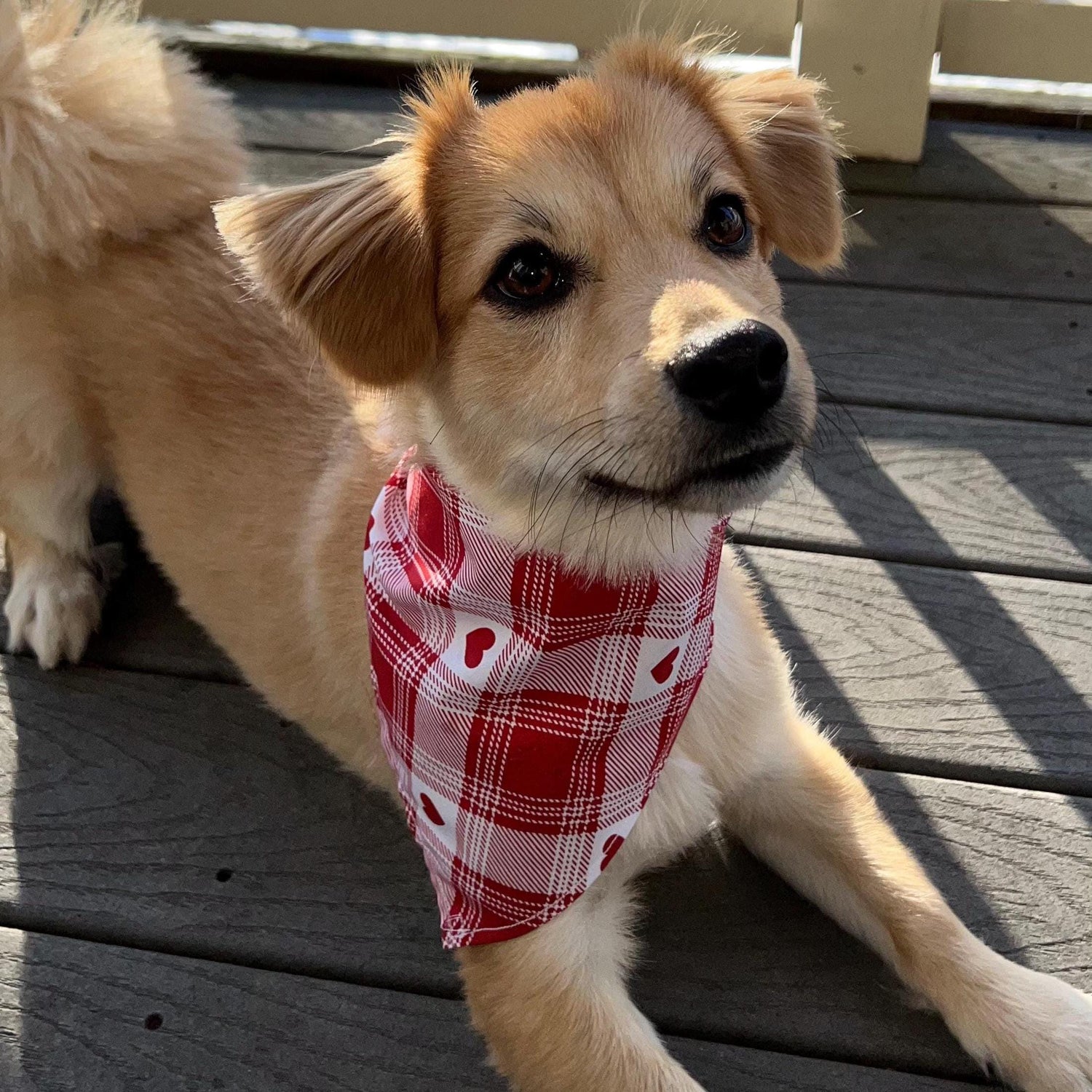 Valentine Collection