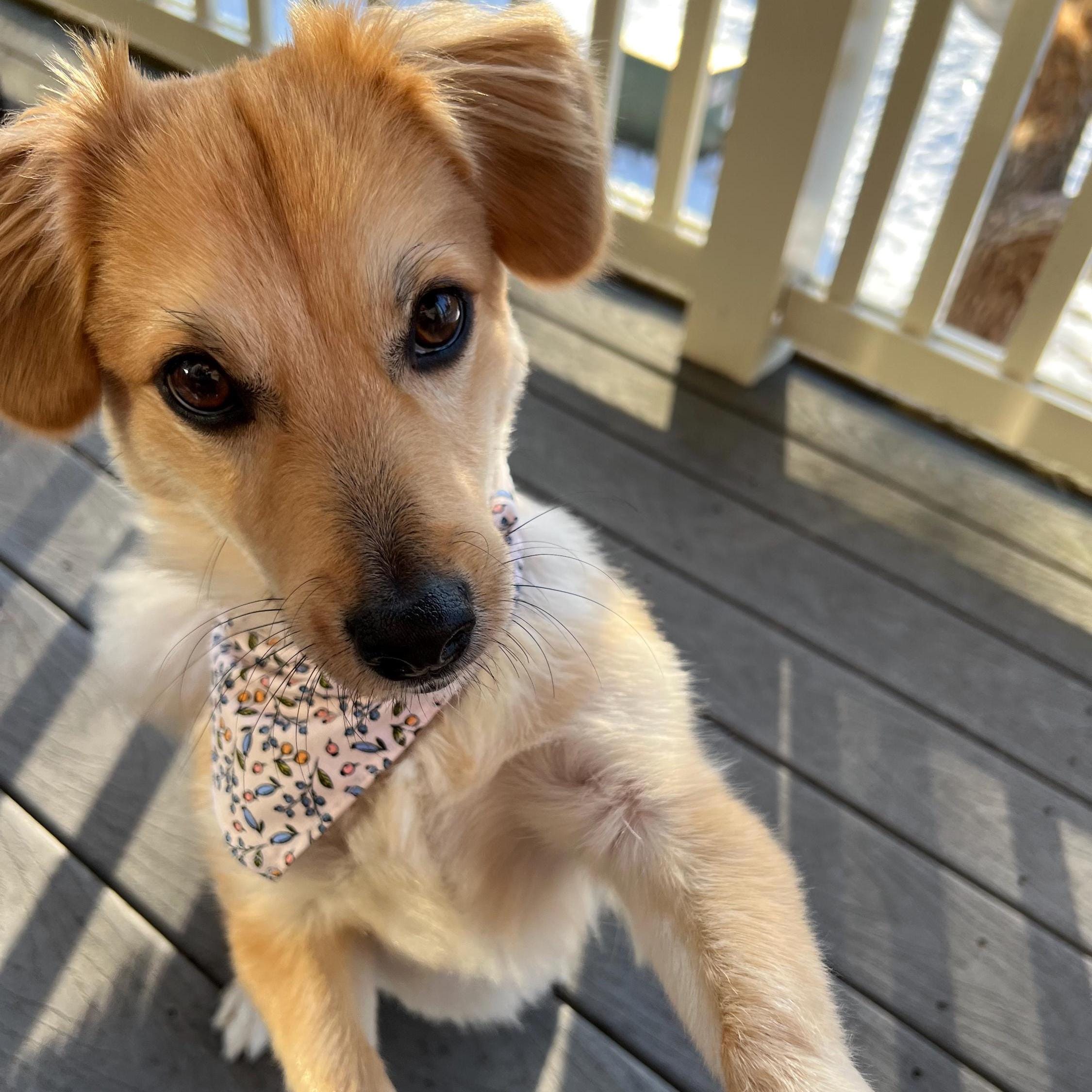 Hand-Sewn Floral Dog Bandana, Cotton Pet Scarf, Spring Dog Accessory