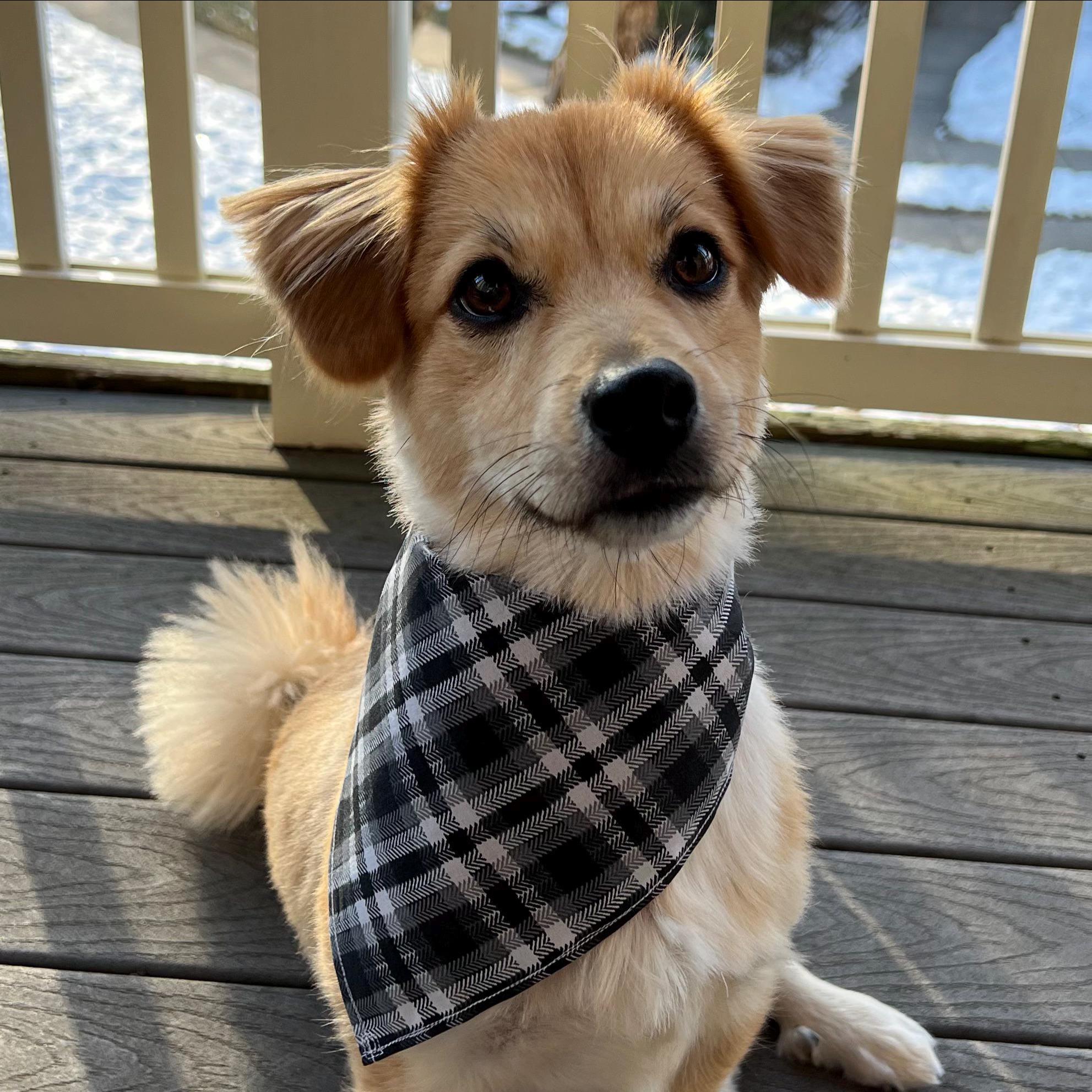 Hand-Sewn Plaid Dog Bandana, Cotton Pet Scarf, Black and White Dog Accessory