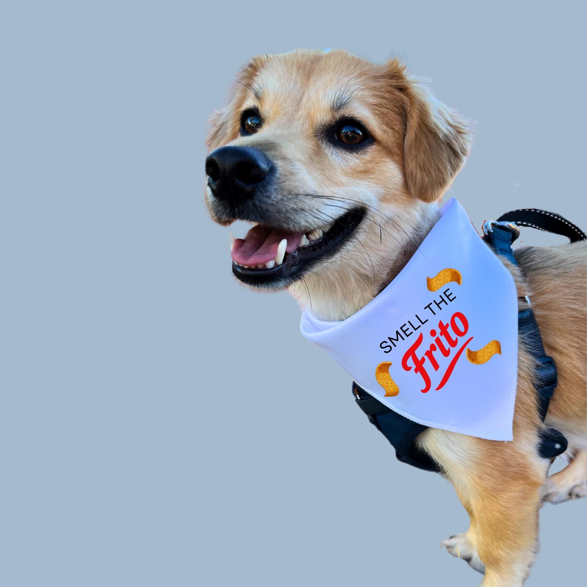 Smell the Frito Dog Bandana, Funny Pet Scarf, Corn Chip Dog Lover Gift