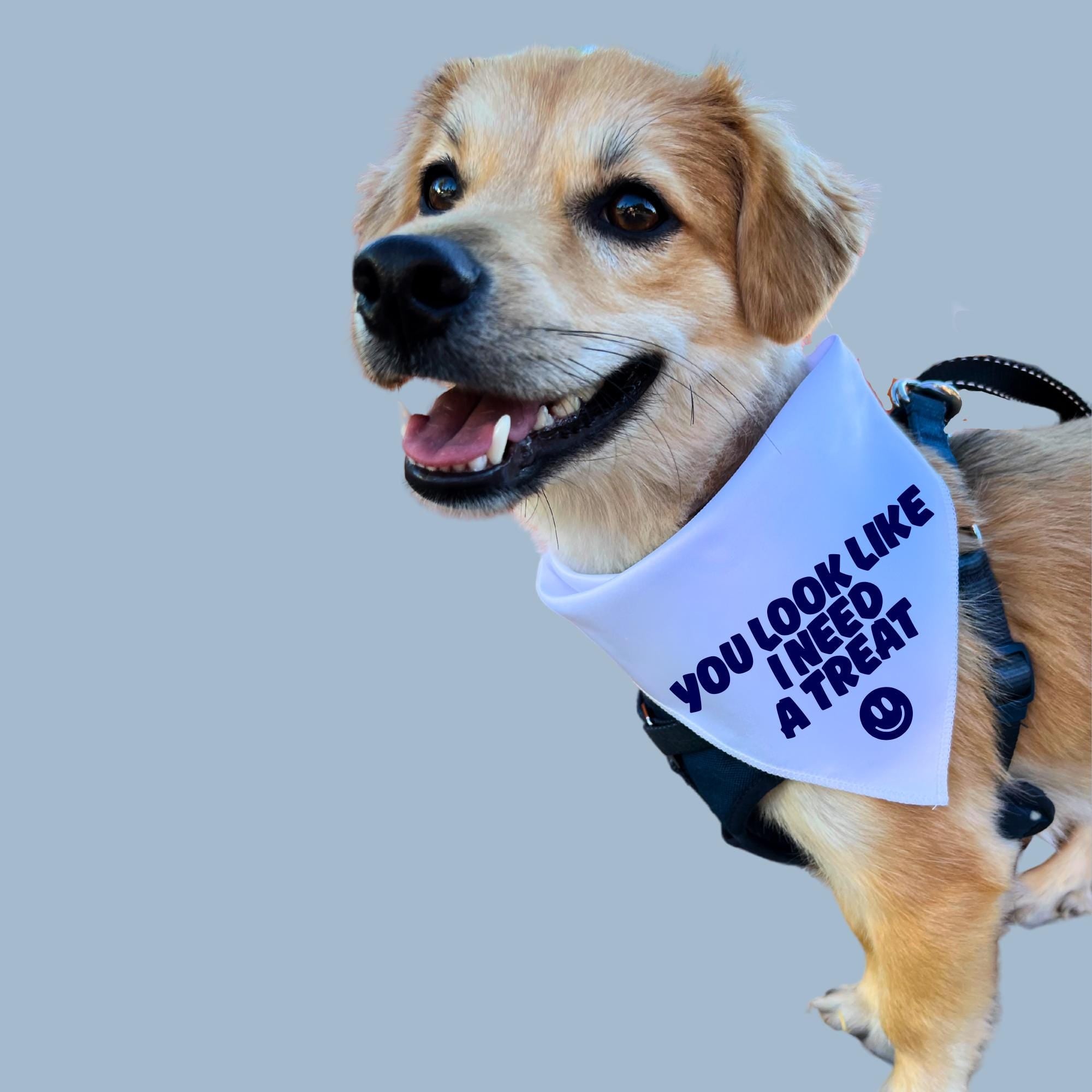 Funny Dog Bandana, You Look Like I Need a Treat, Cute Pet Scarf