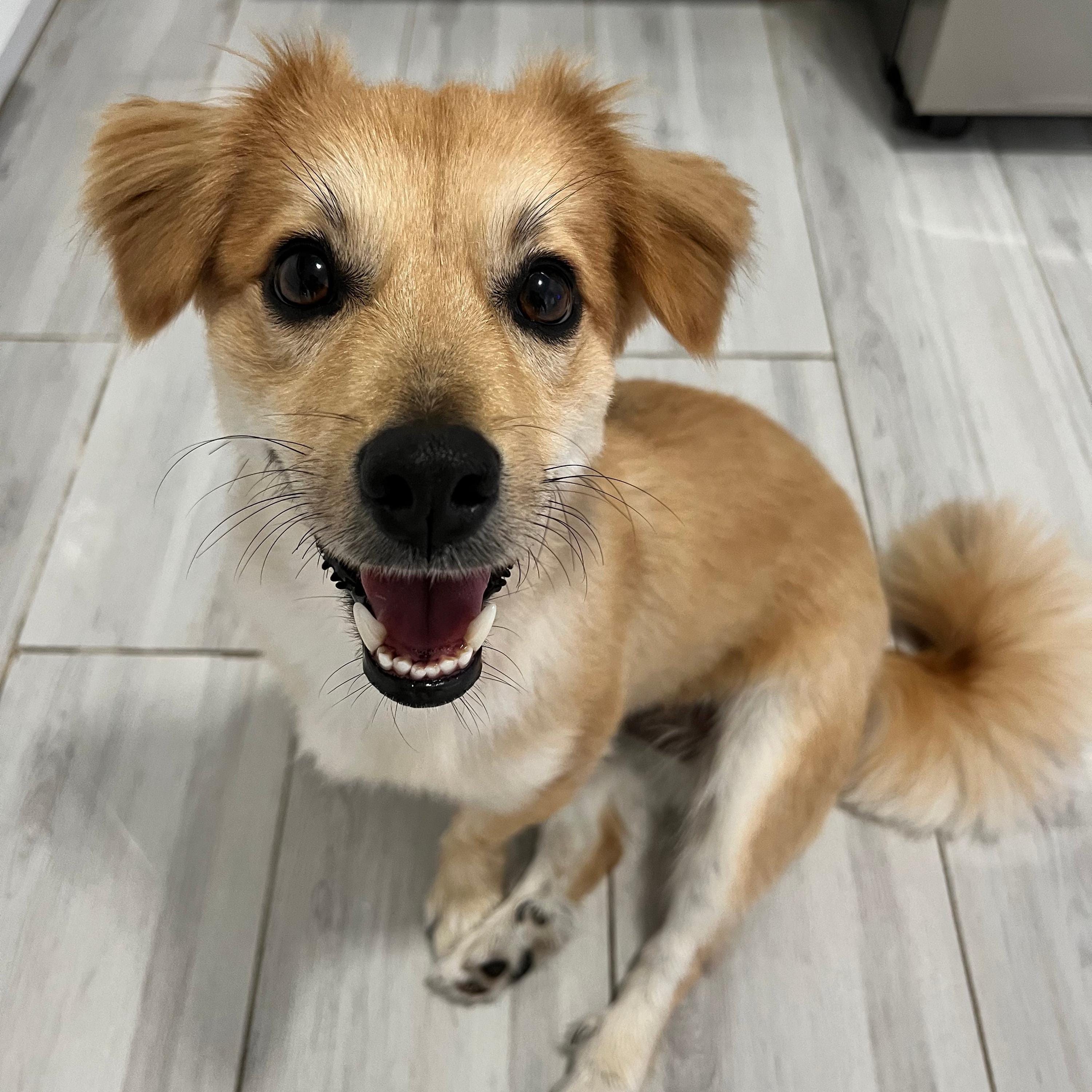 Personalized Summer Pup Portrait Tote