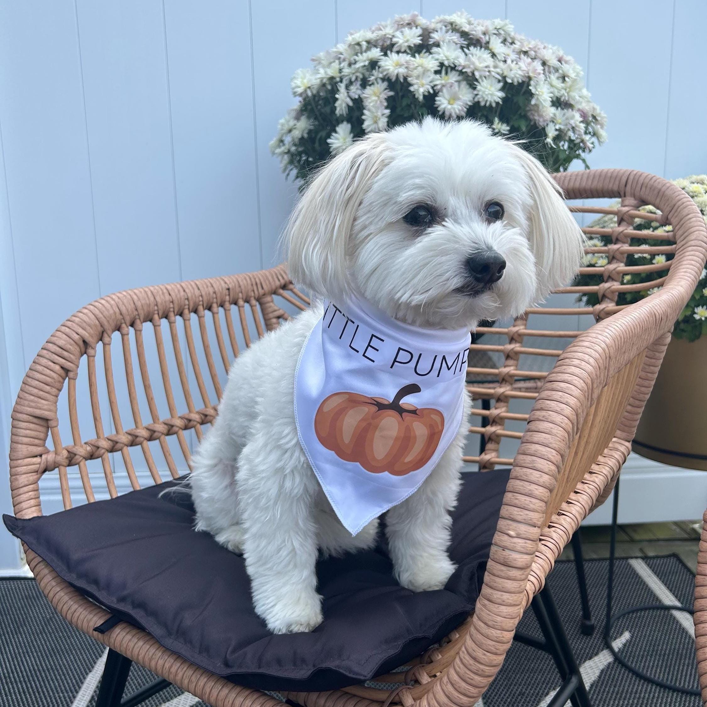Little Pumpkin Dog Bandana + Fall Harvest Tote Bag Set – Autumn Pet Gift