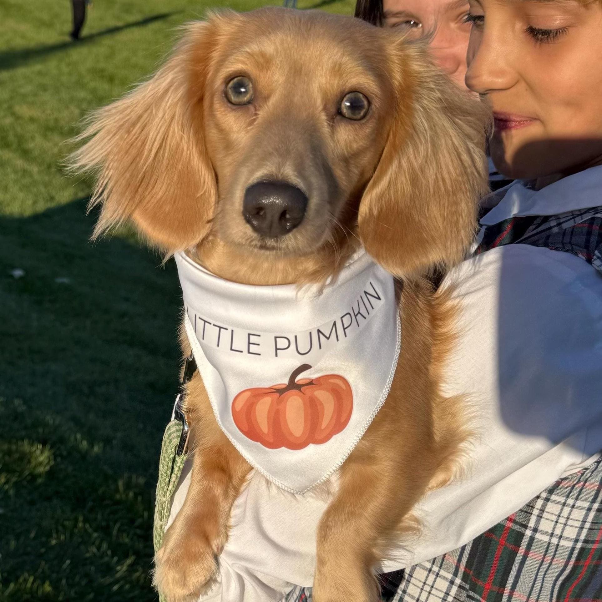 Little Pumpkin Dog Bandana – Fall Pet Accessory