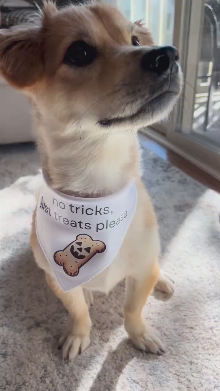 No Tricks Just Treats Dog Bandana – Halloween Pet Accessory